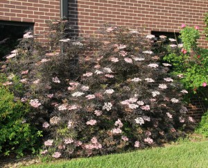 Bez czarny (Sambucus nigra) Black Lace c2 zdjęcie 6