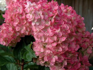 Hortensja Vanille Fraise syn. Renhy c3 zdjęcie 5