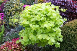 Klon Shirasawy (Acer shirasawum) Aureum c7,5 zdjęcie 5