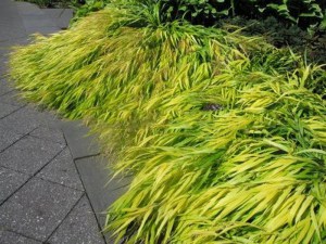 Trawa bambusowa (Hakonechloa) Aureola zdjęcie 5
