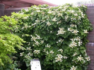 Przywarka japońska (Schizophragma) Moonlight  - pnącze do cienia zdjęcie 5
