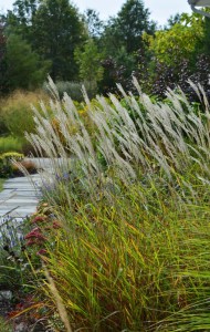 Miskant chiński (Miscanthus sinensis) Purpurascens zdjęcie 3