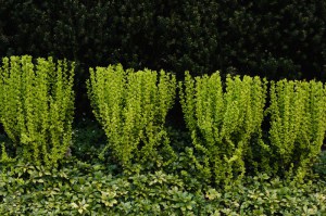 Berberys (Berberis) Powwow c2 zdjęcie 6