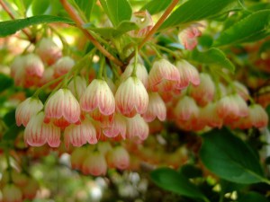 Enkiant dzwonkowaty (Enkianthus) c2 zdjęcie 5