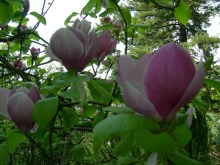 Magnolia pośrednia (Magnolia soulangeana) Lennei zdjęcie 5