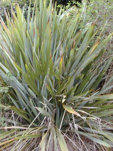 Len nowozelandzki, tęgosz mocny (Phormium) zielonolistny duży 5