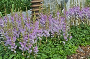 Tawułka chińska (Astilbe chinensis) Pumila zdjęcie 3