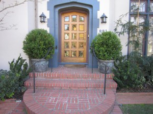 Bukszpan (Buxus sempervirens) c2 zdjęcie 7