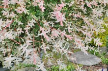 Wierzba (Salix integra) Hakuro Nishiki c3 zdjęcie 6