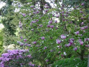 Magnolia pośrednia (Magnolia soulangeana) Lennei c3 zdjęcie 6