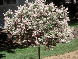 Bez -  lilak (Syringa) Palibin c3 zdjęcie 9