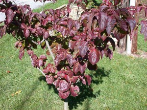 Dereń kousa (Cornus kousa) Satomi c2 zdjęcie 6