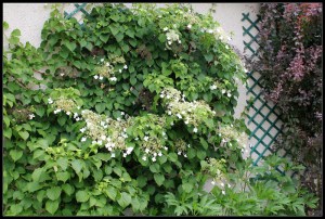 Hortensja pnąca (Hydrangea petiolaris) zdjęcie 6