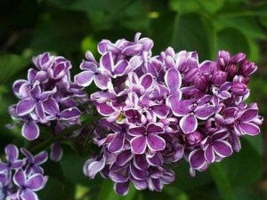 Bez - lilak (Syringa) Sensation c2 zdjęcie 2