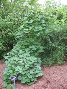 Judaszowiec kanadyjski (Cercis canadensis) Traveller c4 zdjęcie 7