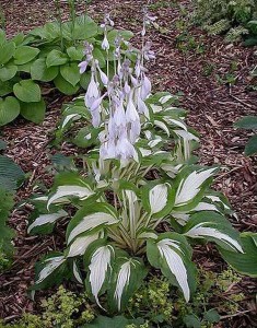 Funkia (Hosta) Night Before Christmas zdjęcie 5