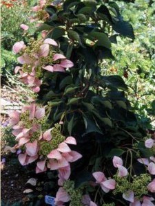 Przywarka japońska ( Schizophragma) Rosea - pnącze do cienia zdjęcie 6