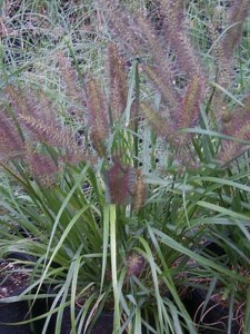 Trawa rozplenica japońska piórkówka (Pennisetum) Moudry zdjęcie 8