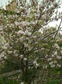 Magnolia pośrednia (Magnolia soulangeana) Amabilis zdj 5