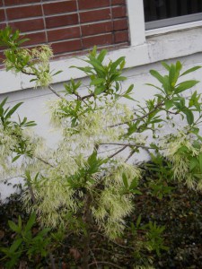 Śniegowiec wirginijski (Chionanthus virg.) śnieżne drzewo c3 zdjęcie 6