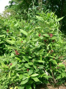 Kielichowiec wonny (Calycanthus floridus) c10 foto 8