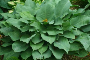 Funkia (Hosta) Krossa Regal sadzonka zdjęcie 6