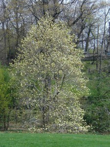 Magnolia Elizabeth szczepiona żółta c5 zdjęcie 7
