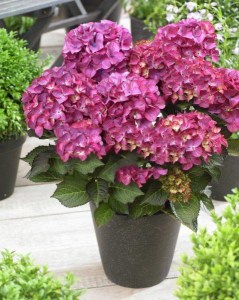 Hortensja ogrodowa (Hydrangea) Red Angel zdjęcie 6