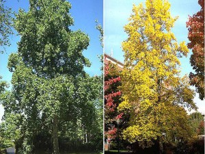 Tulipanowiec amerykański (Liriodendron) sadzonka zdjęcie 7