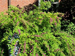 Pięknotka rozwidlona (Callicarpa dichotoma) Issai c3 zdjęcie 7