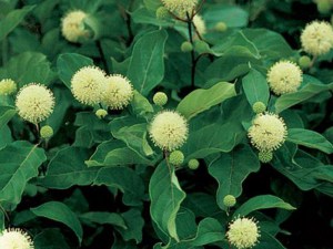 Guzikowiec (Cephalanthus occidentalies) zdjęcie 6