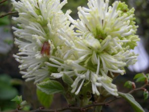 Fotergilla większa (Fothergilla major) zdjęcie 7