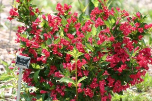 Krzewuszka (Weigela) Red Princes c2 zdjęcie 7