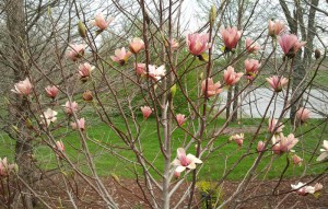 Magnolia Honey Tulip c5 zdjęcie 1