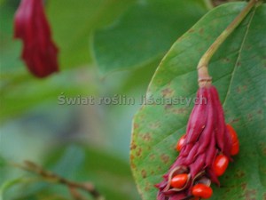 Magnolia Siebolda (Magnolia sieboldii) c5 zdjęcie 6
