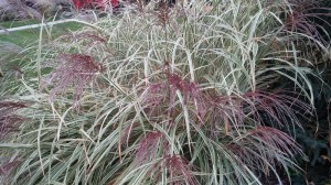 Miskant chiński (Miscanthus chinensis) Variegatus zdjęcie 7