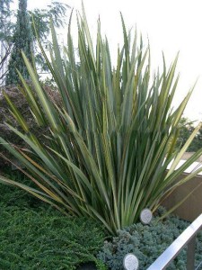 Len nowozelandzki, tęgosz mocny (Phormium) zielonolistny duży 6