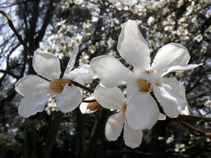 Magnolia japońska (Magnolia kobus) c2 zdjęcie 6