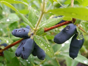 Jagoda kamczacka (Lonicera caerulea var. kamtschatica) Nimfa c3 zdjęcie 2
