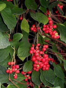 Cytryniec chiński (Schisandra) jadalne owoce zdjęcie 7