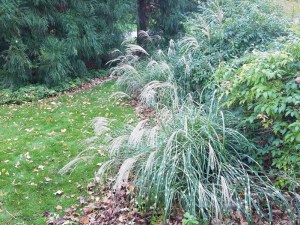 Miskant chiński (Miscanthus chinensis) Little Zebra zdjęcie 7