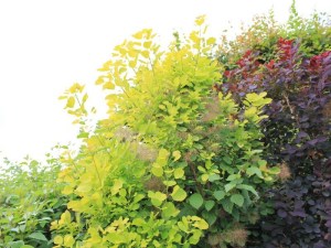 'Perukowiec podolski (Cotinus coggygria) Golden Spirit zdjęcie 6' Perukowiec podolski (Cotinus coggygria) Golden Spirit zdjęcie 6