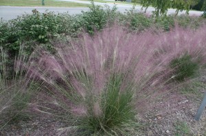 Muhlenbergia, Trawa włosowata (Muhlenbergia capilaris) zdjęcie 7