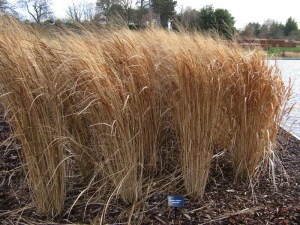 Proso rózgowate (Panicum virgatum) Northwind zdjęcie 6