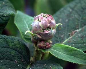Hortensja kosmata - omszona (Hydrangea aspera) Macrophylla c3 zdjęcie 4