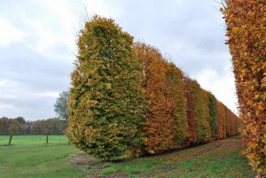 Buk pospolity (Fagus sylvatica) na żywopłot zdjęcie 7