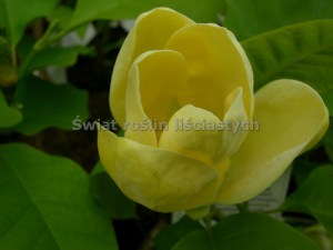 Magnolia brooklińska (Magnolia brooklynensis) Yellow Bird c12 zdjęcie 7