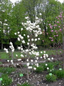 Magnolia pośrednia (Magnolia soulangeana) Lennei Alba zdjęcie 8