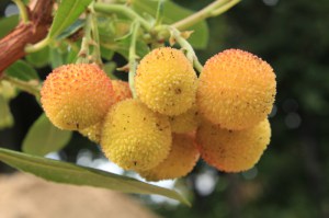 Drzewo truskawkowe (Arbutus unedo) Compactus zdjęcie 7