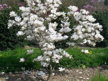 Magnolia pośrednia (Magnolia soulangeana) Superba zdjęcie 3